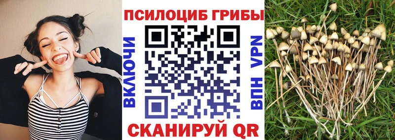 Псилоцибиновые грибы MAGIC MUSHROOMS  сколько стоит  Гатчина 